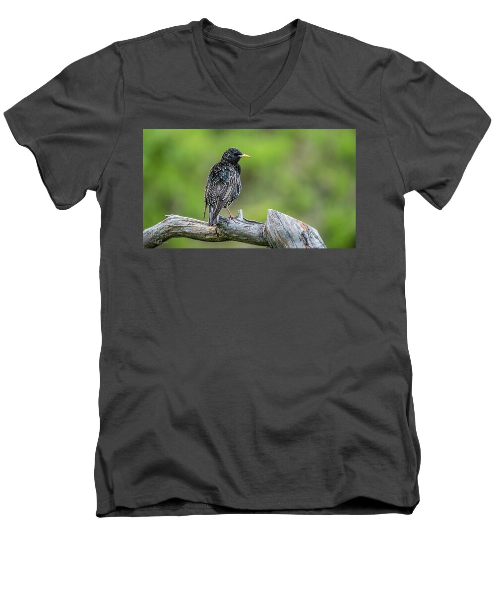 Starlings Men's V-Neck T-Shirt featuring the photograph Showy Starling perching on the old pine branch by Torbjorn Swenelius
