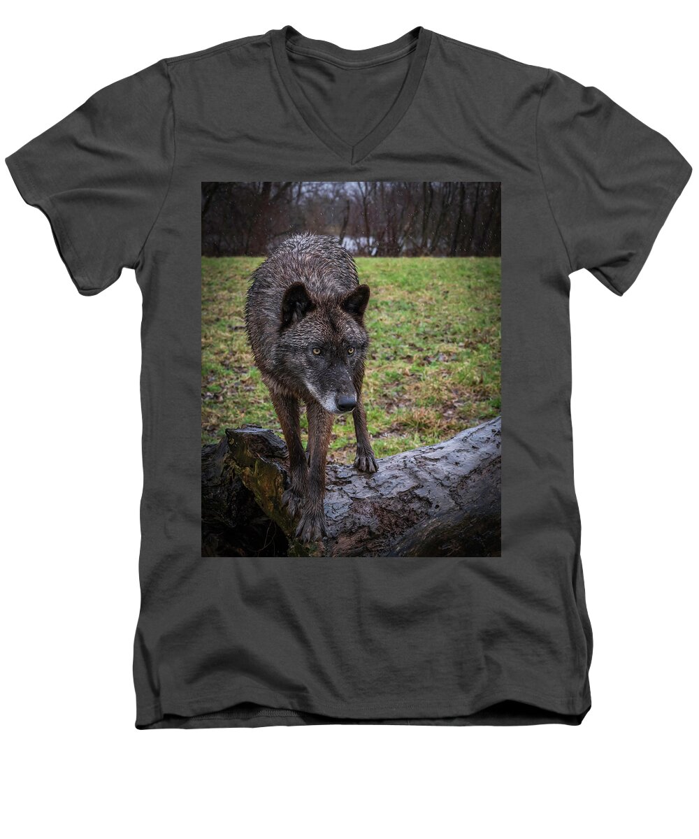 Black Wolf Wolves Men's V-Neck T-Shirt featuring the photograph This is my Log by Laura Hedien