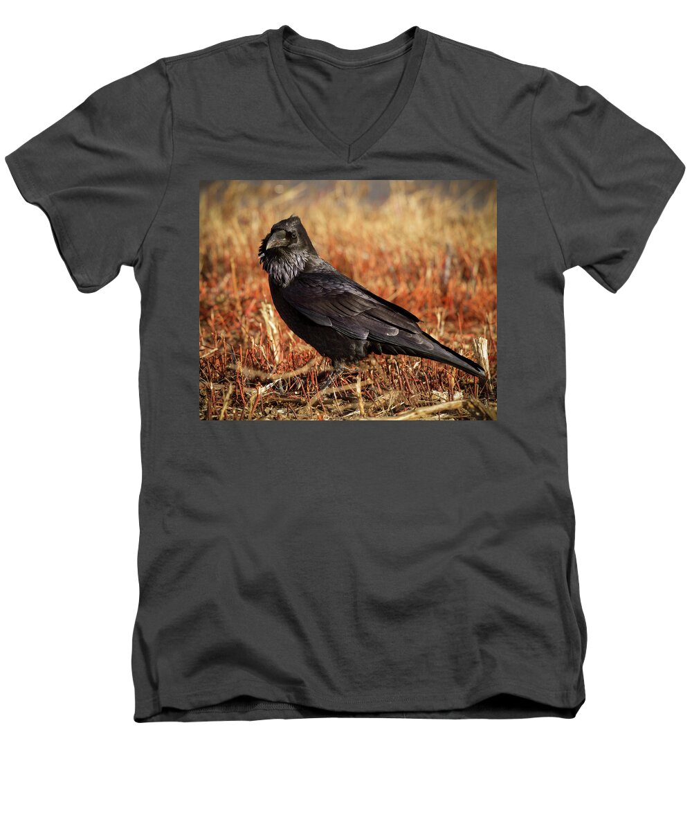 Corvidae Men's V-Neck T-Shirt featuring the photograph Watchful Raven by Jean Noren