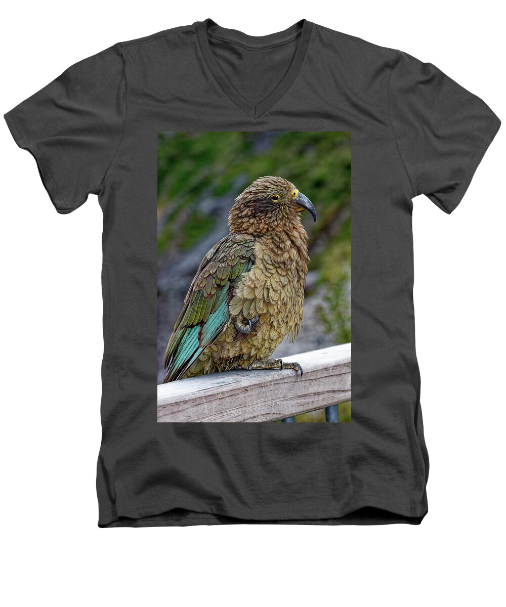 Kea Bird Men's V-Neck T-Shirt featuring the photograph Kea Bird by Sally Weigand