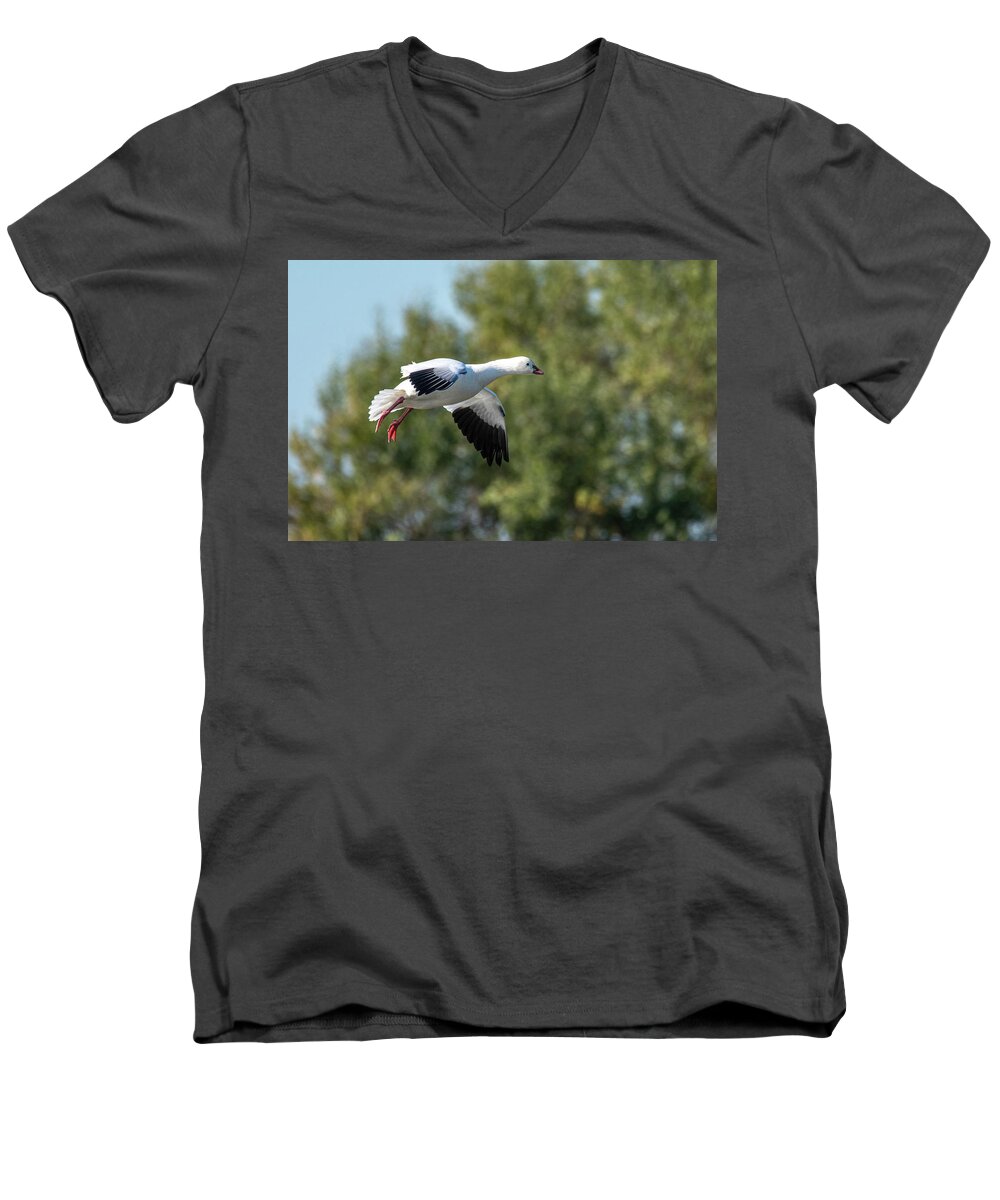 Goose Men's V-Neck T-Shirt featuring the photograph Snow Goose #1 by Jerry Cahill
