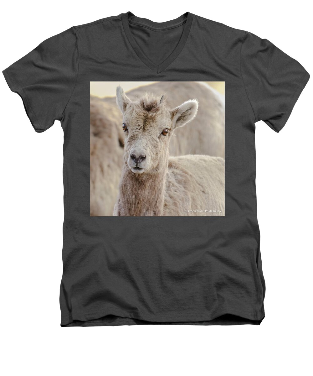 Big-horn Sheep Men's V-Neck T-Shirt featuring the photograph A Little Lamb Cuteness by Yeates Photography