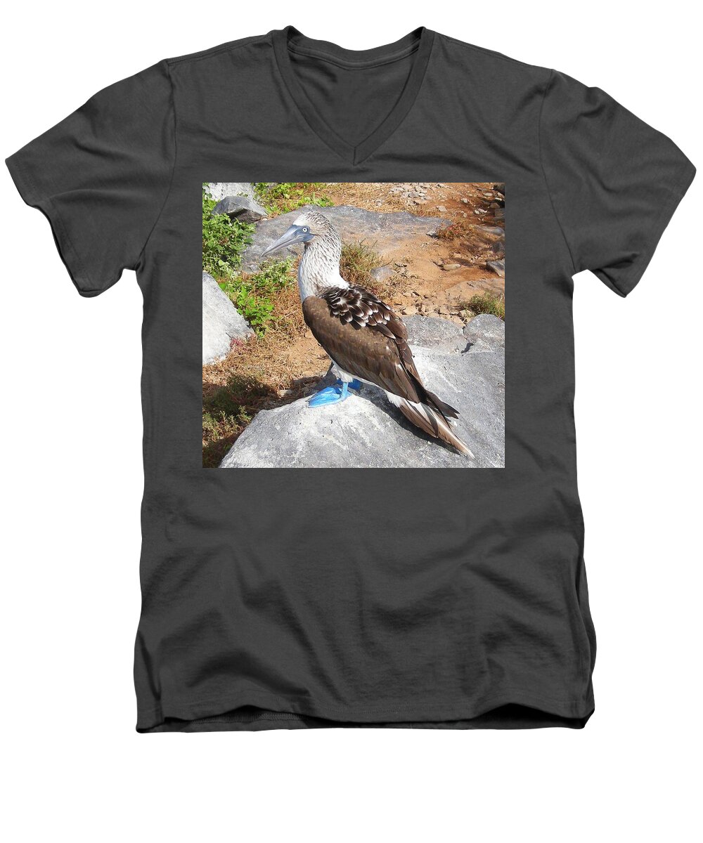 Bird Men's V-Neck T-Shirt featuring the painting Blue-footed Booby, Galapagos by Les Classics