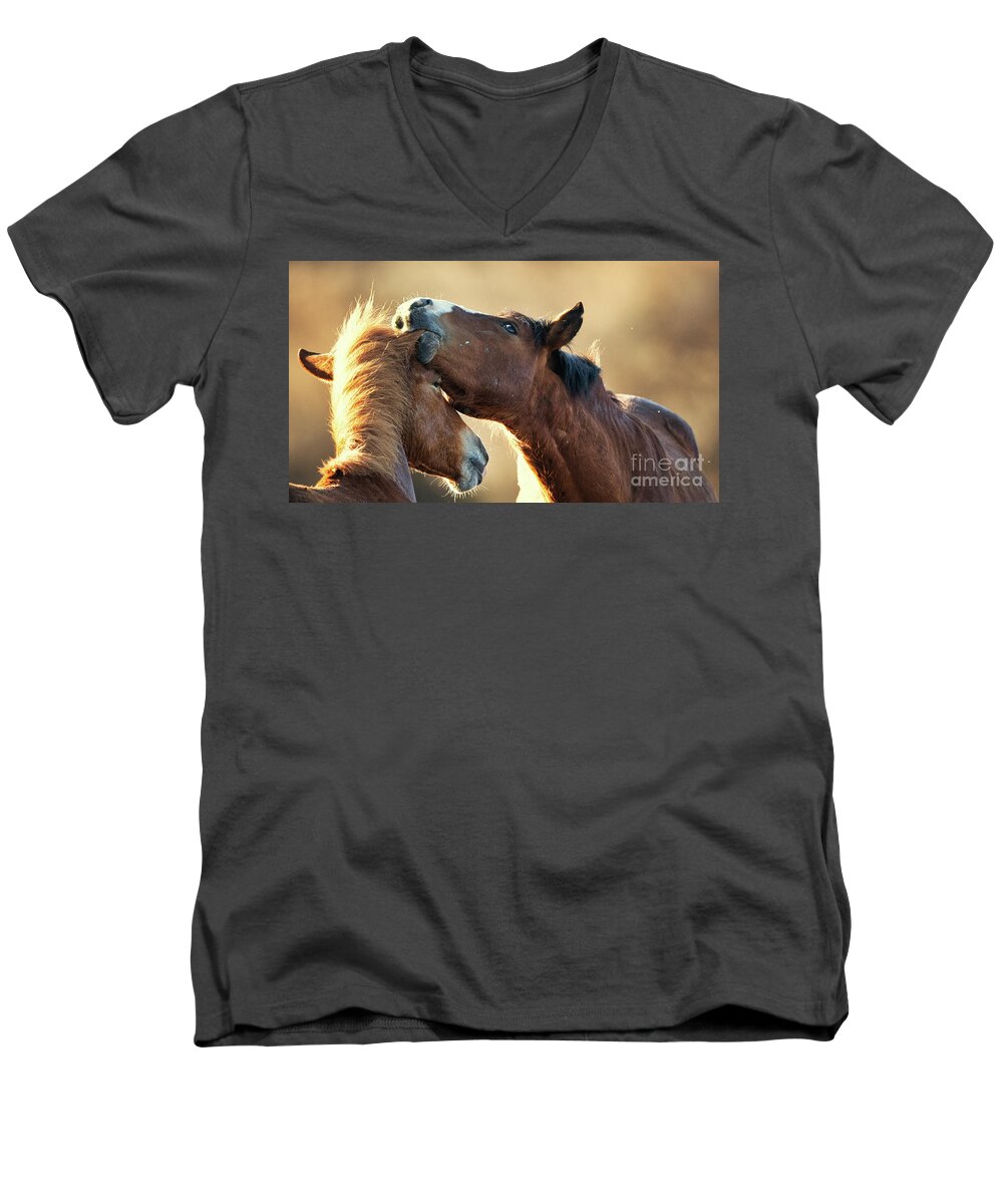 Salt River Wild Horses Men's V-Neck T-Shirt featuring the photograph Ear Nibble by Shannon Hastings
