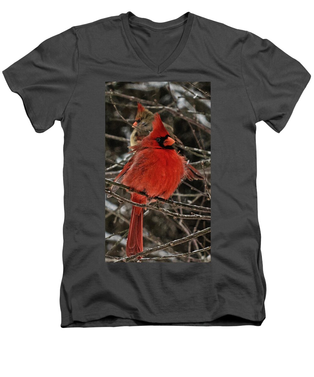 Northern Cardinal Men's V-Neck T-Shirt featuring the photograph Mr. and Mrs. by John Harding