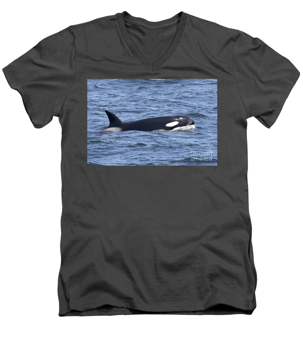 Orcas And Newborn Harbor Seal Monterey Men's V-Neck T-Shirt featuring the photograph Orca Whale by Loriannah Hespe
