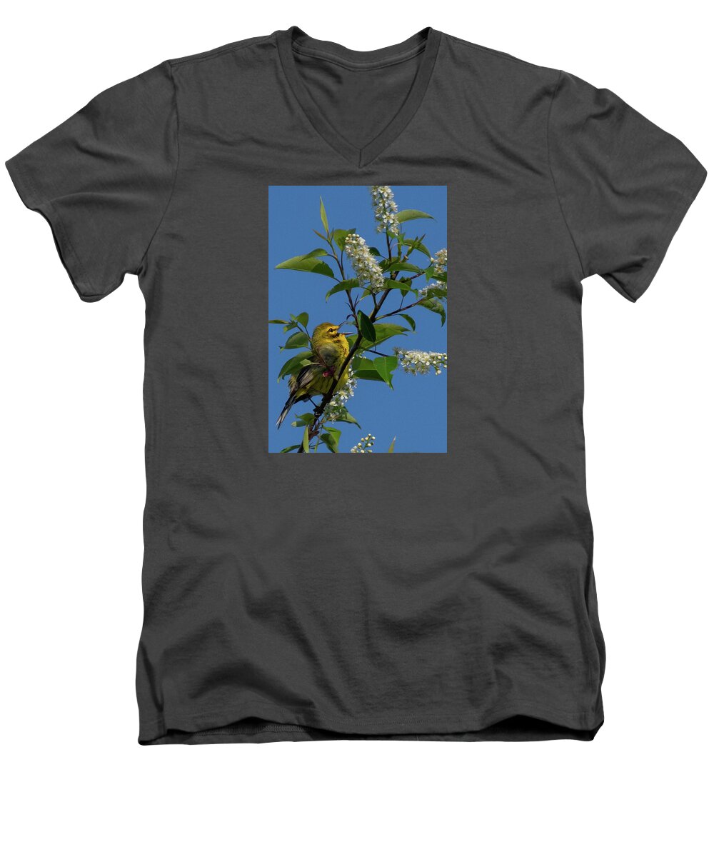 Prairie Warbler Men's V-Neck T-Shirt featuring the photograph Prairie Warbler in Spring Song by Cascade Colors