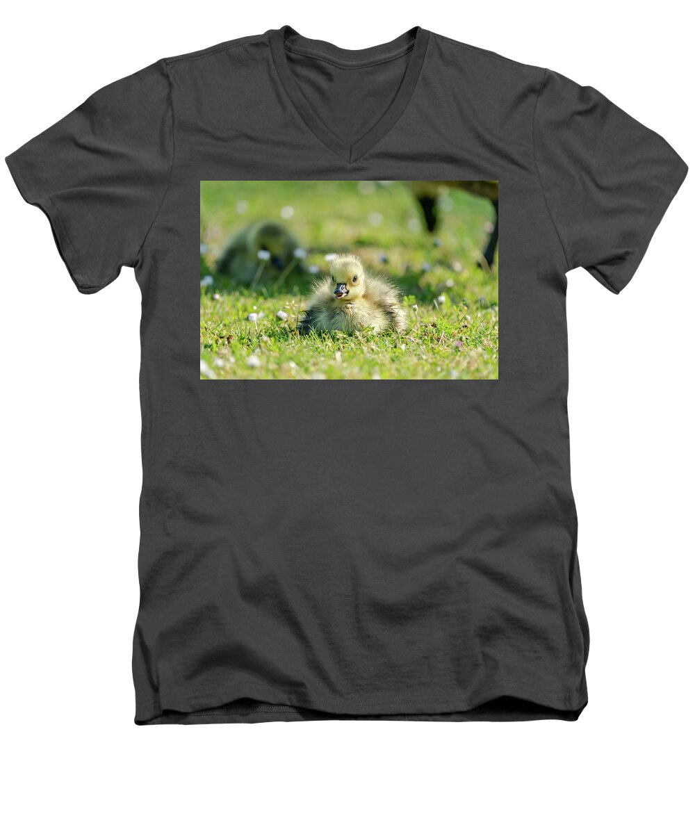 Gosling Men's V-Neck T-Shirt featuring the photograph Sitting Gosling by Scott Carruthers