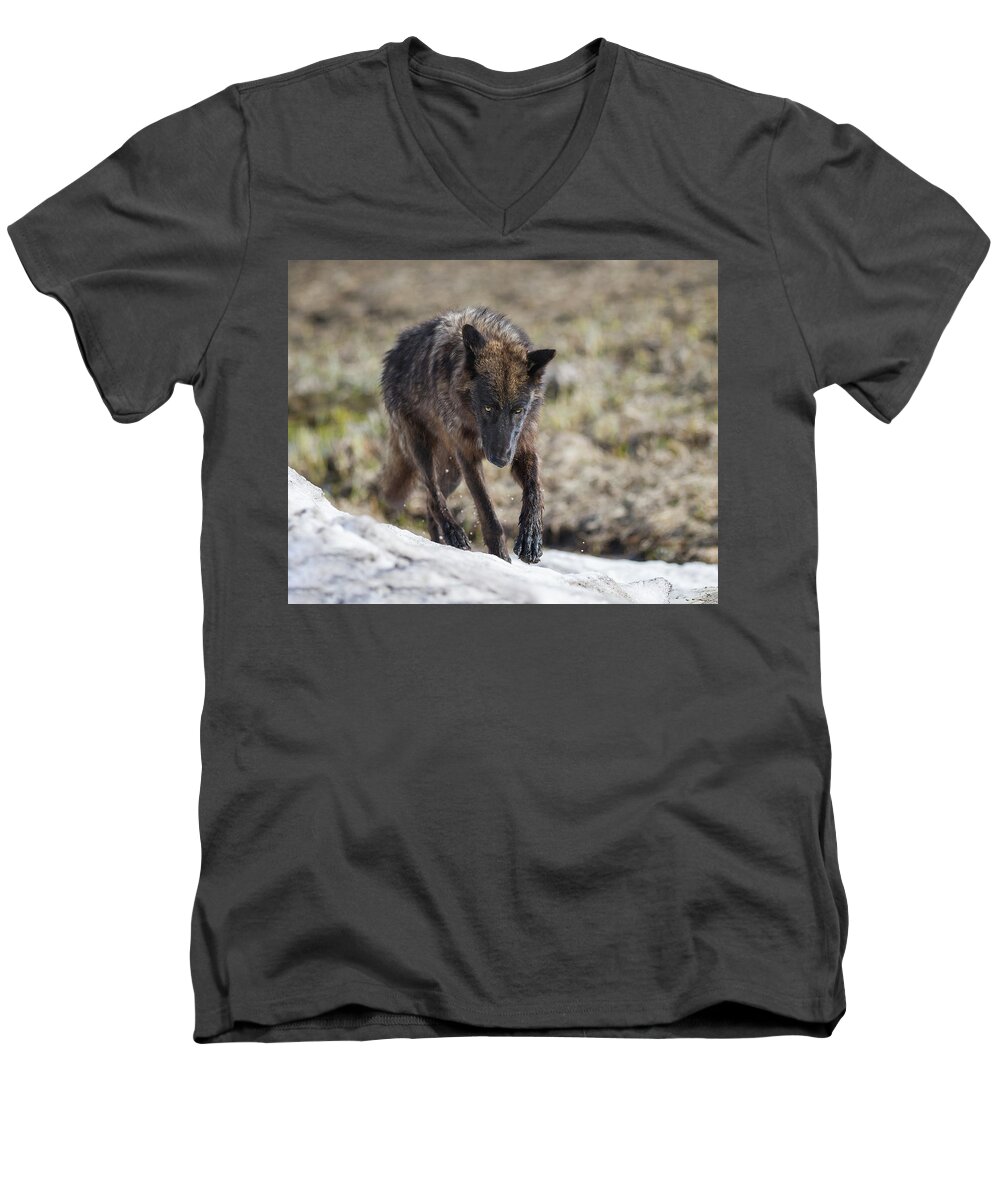 Mammals Men's V-Neck T-Shirt featuring the photograph Stalking Prey by CR Courson