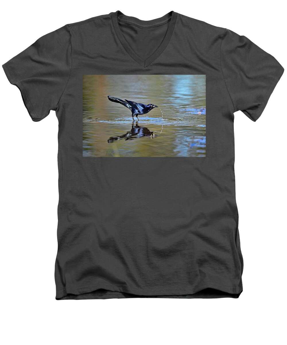  Great-tailed Grackle Men's V-Neck T-Shirt featuring the photograph The Drink Trail - Grackle Quenching Thirst  by Amazing Action Photo Video