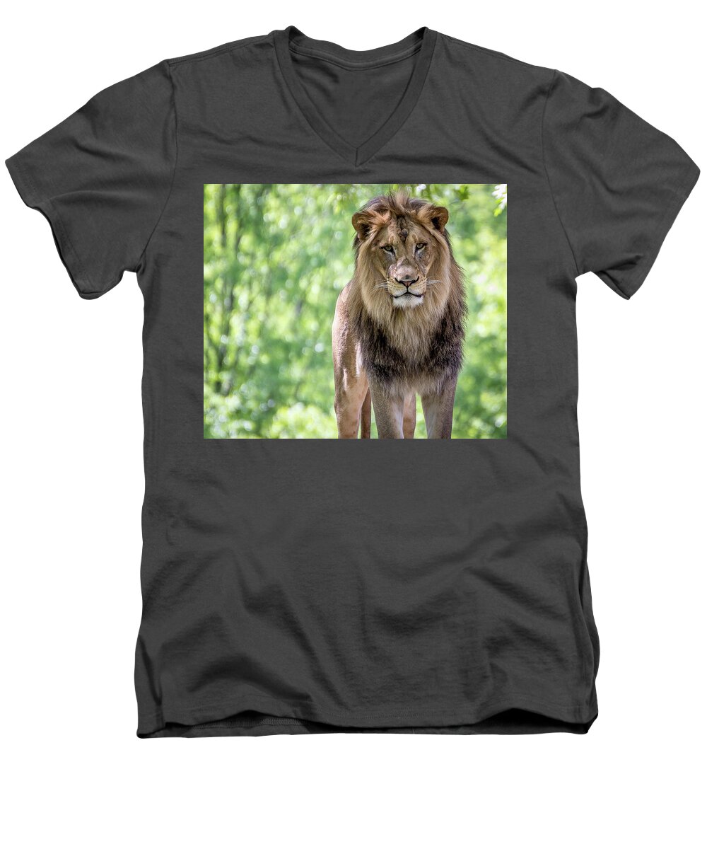 Lion Men's V-Neck T-Shirt featuring the photograph The king by Robert Miller