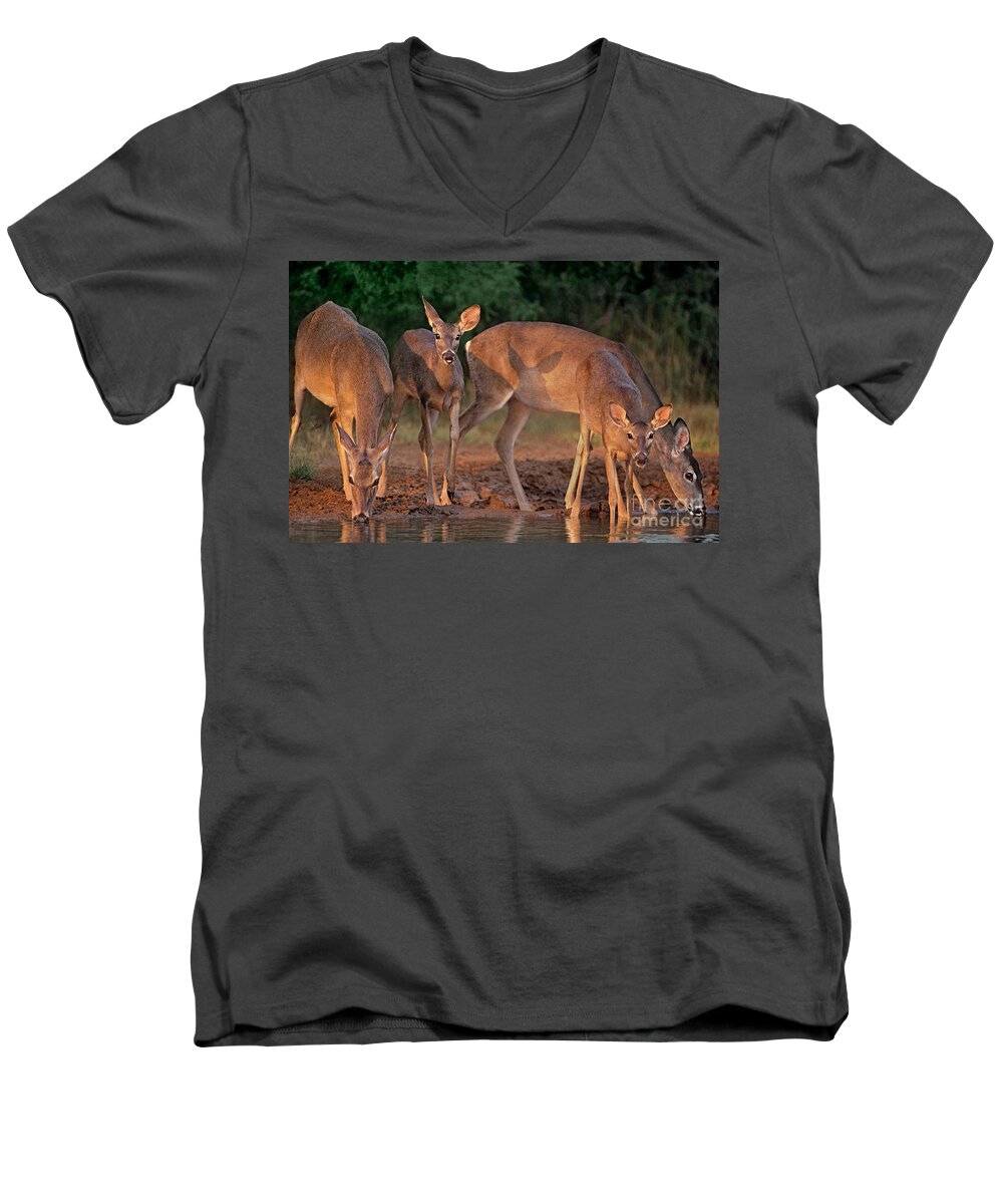 North America Men's V-Neck T-Shirt featuring the photograph Whitetail Deer at Waterhole Texas by Dave Welling