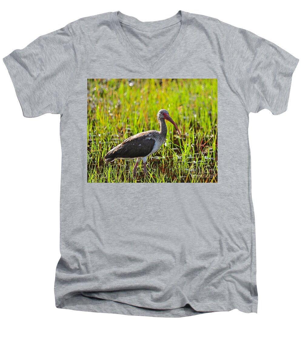Ibis Men's V-Neck T-Shirt featuring the photograph Immature Ibis #1 by Al Powell Photography USA
