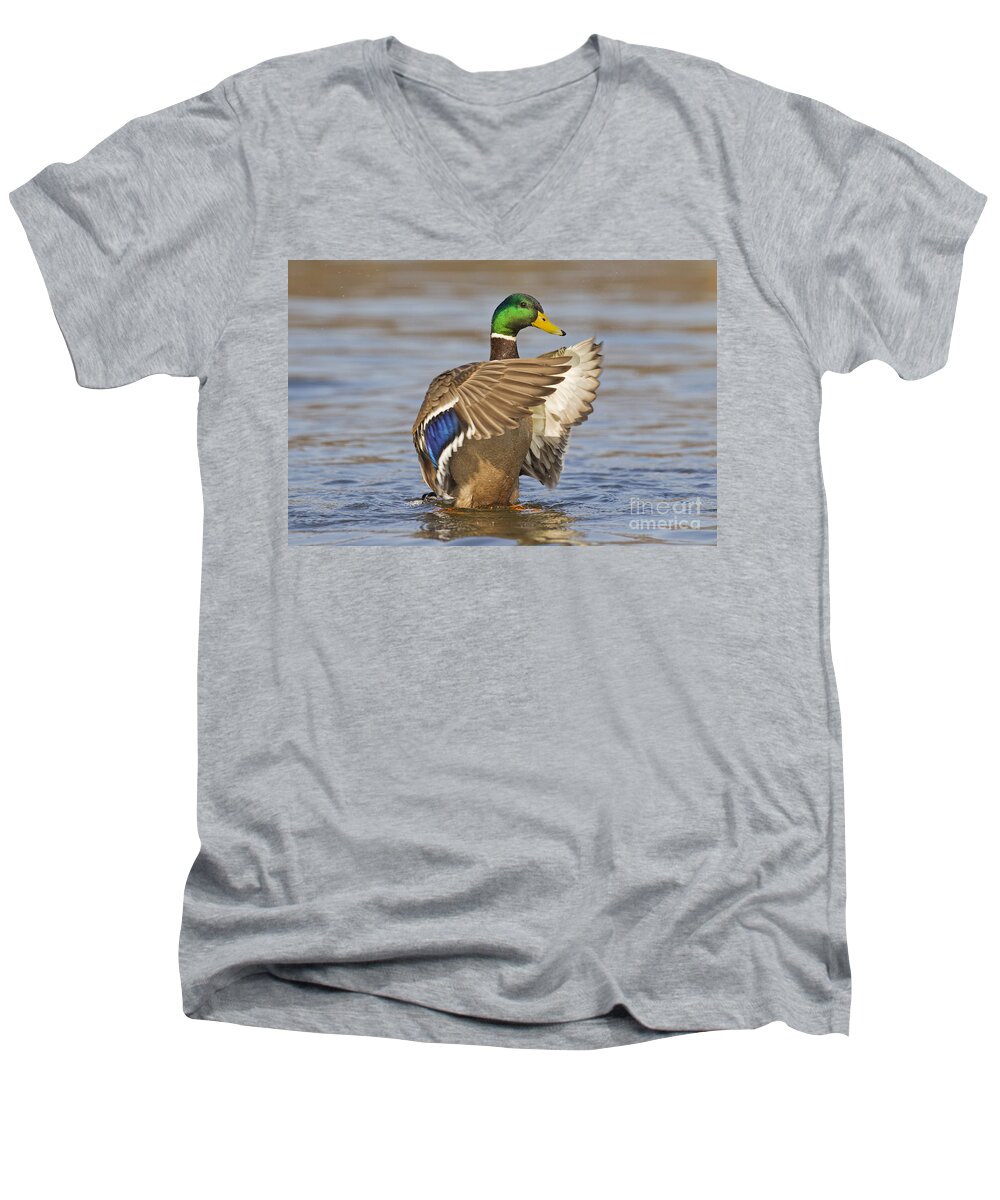 Mallard Men's V-Neck T-Shirt featuring the photograph 140314p301 by Arterra Picture Library