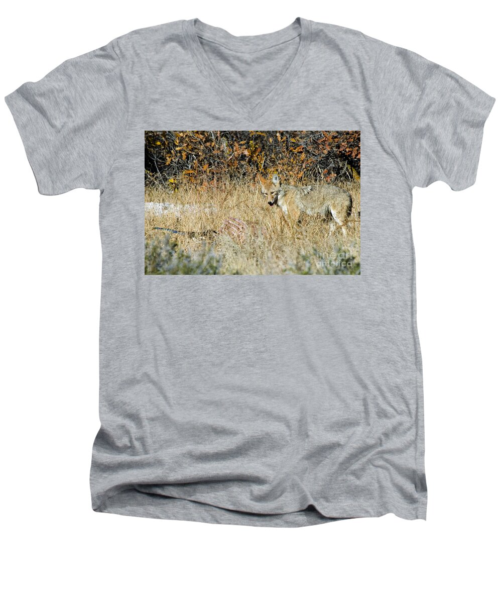 Coyote Men's V-Neck T-Shirt featuring the photograph Coyotes #3 by Steven Krull