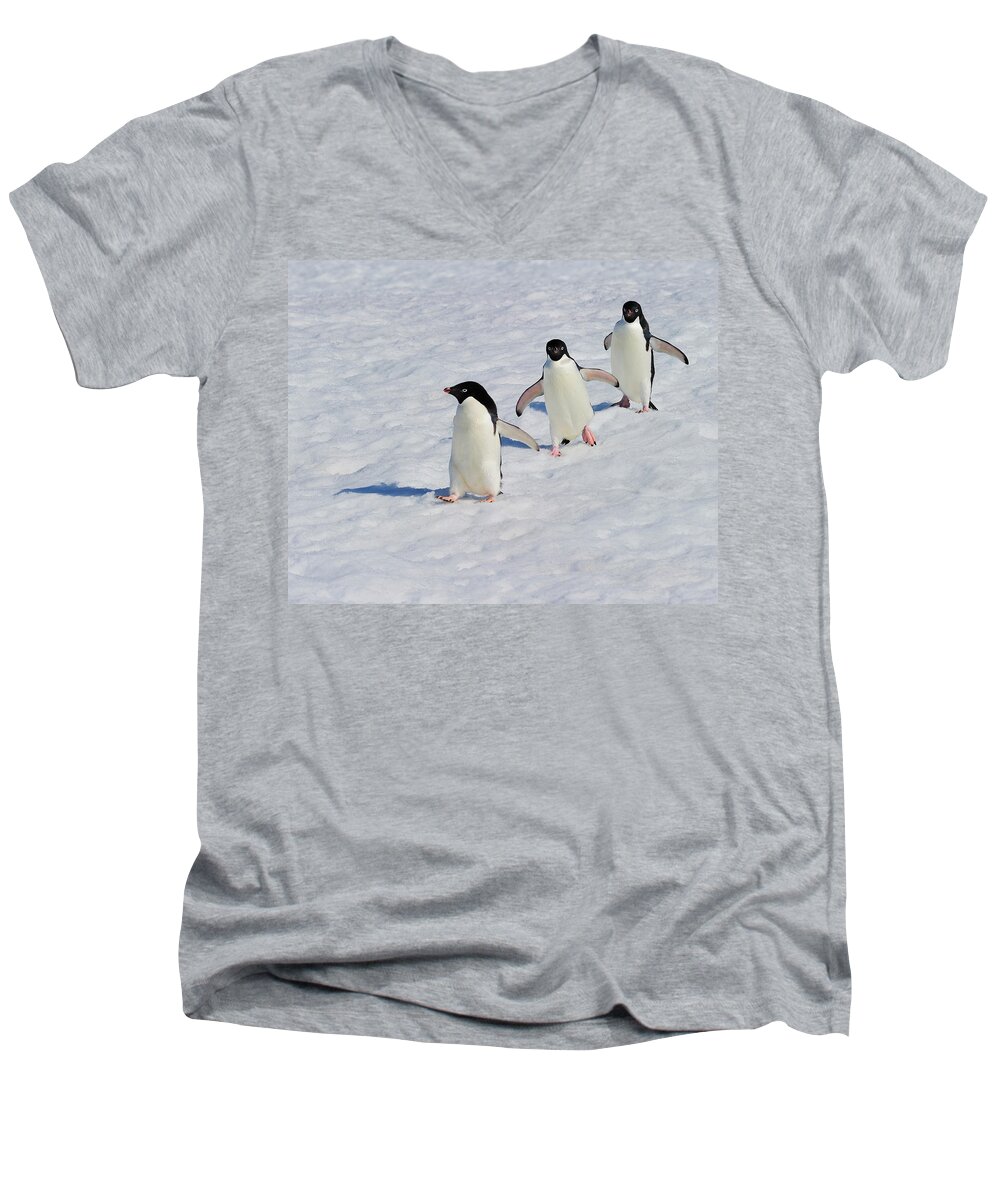 Adelie Penguin Men's V-Neck T-Shirt featuring the photograph Adelie Patrol by Tony Beck