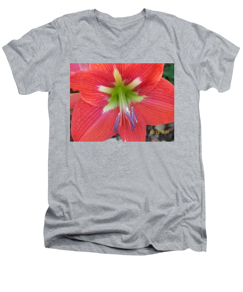 Amarylis With Red And Yellow Center. Men's V-Neck T-Shirt featuring the photograph Amarylis by Belinda Lee