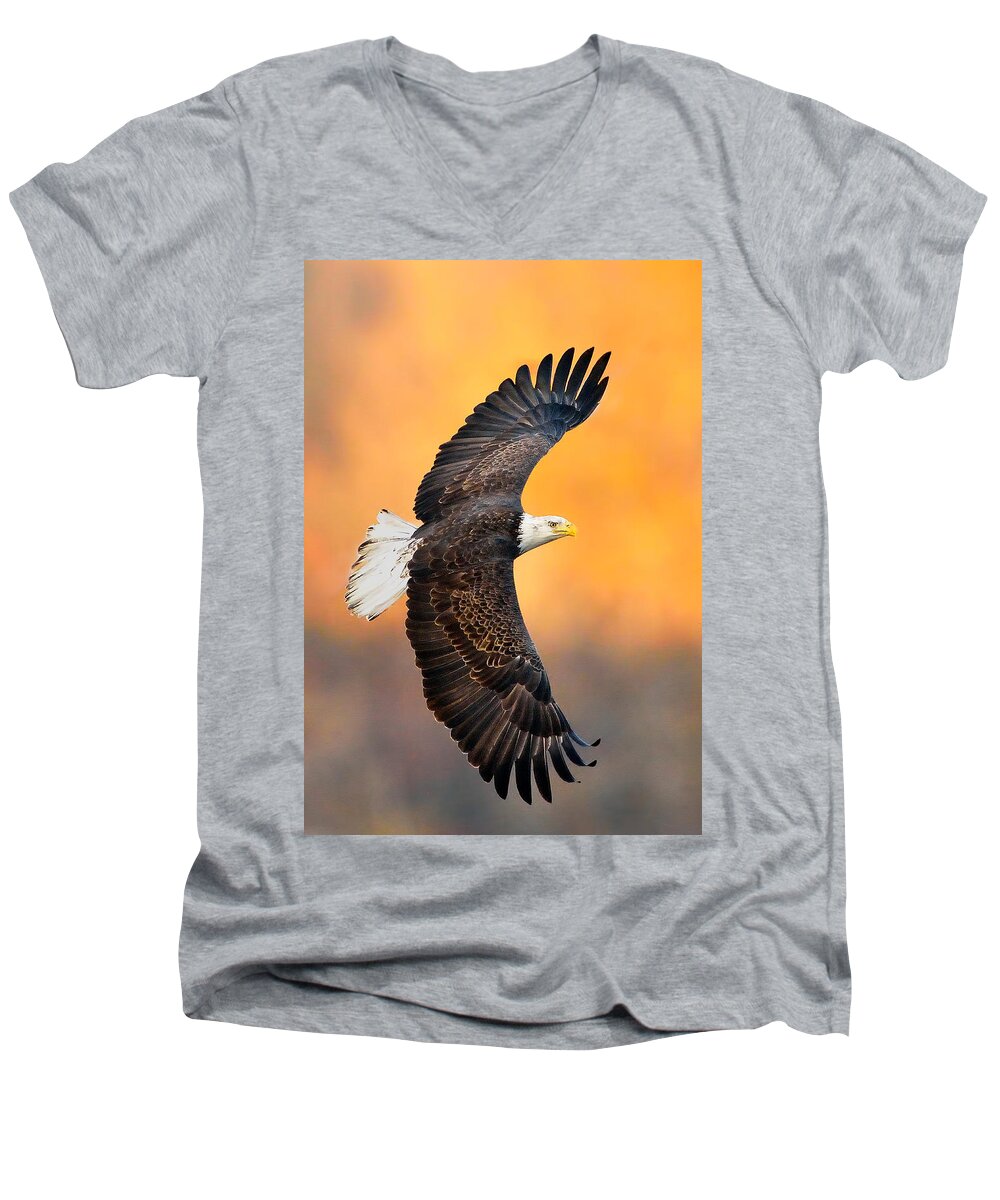 Eagle Photograph Men's V-Neck T-Shirt featuring the photograph Autumn Eagle by William Jobes