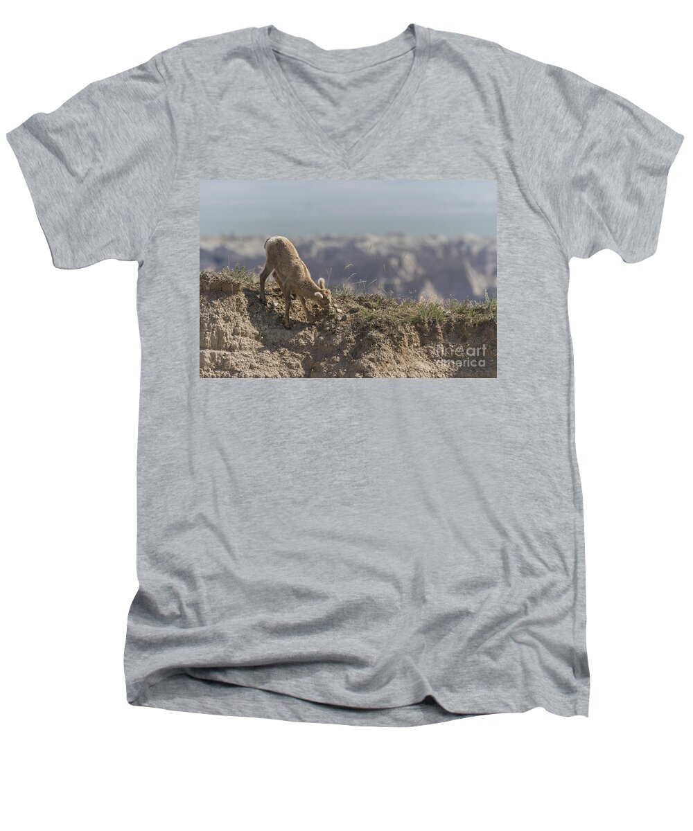 Bighorn Men's V-Neck T-Shirt featuring the photograph Baby Bighorn In The Badlands by Steve Triplett