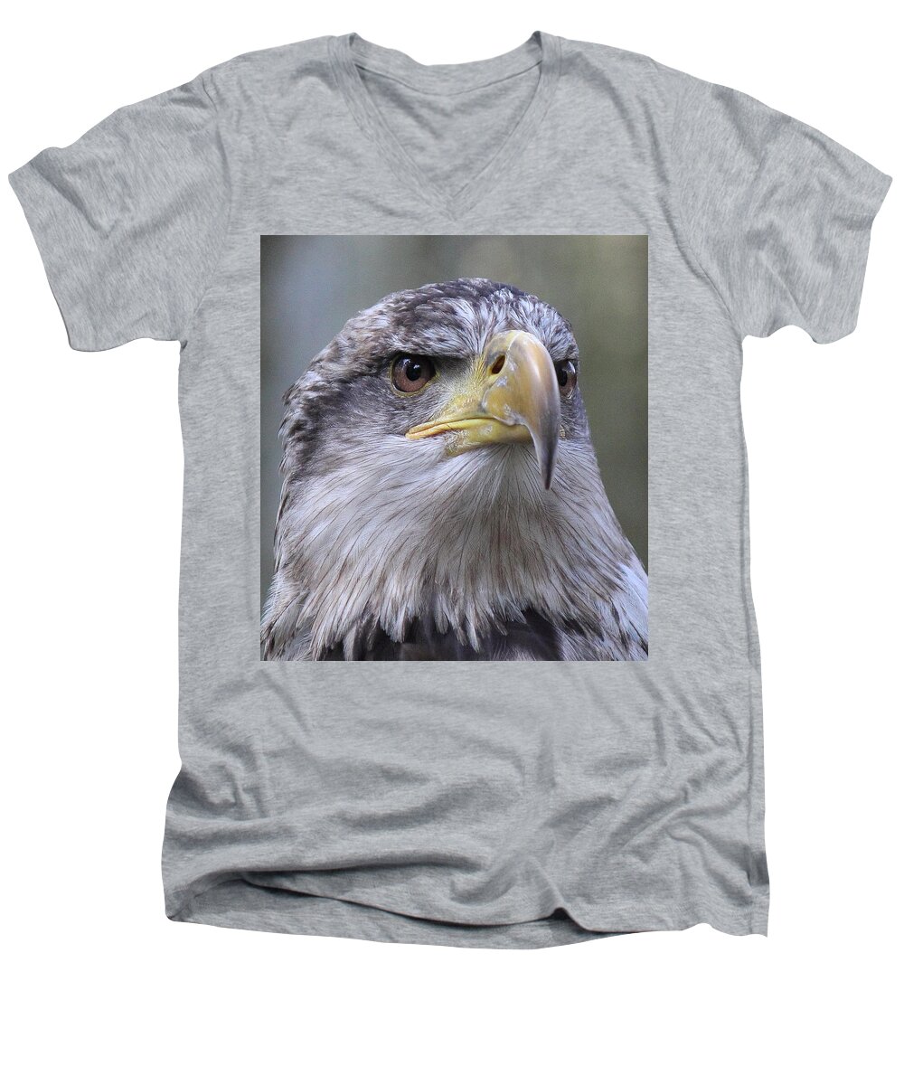 Bald Eagle Men's V-Neck T-Shirt featuring the photograph Bald Eagle - Juvenile by Randy Hall
