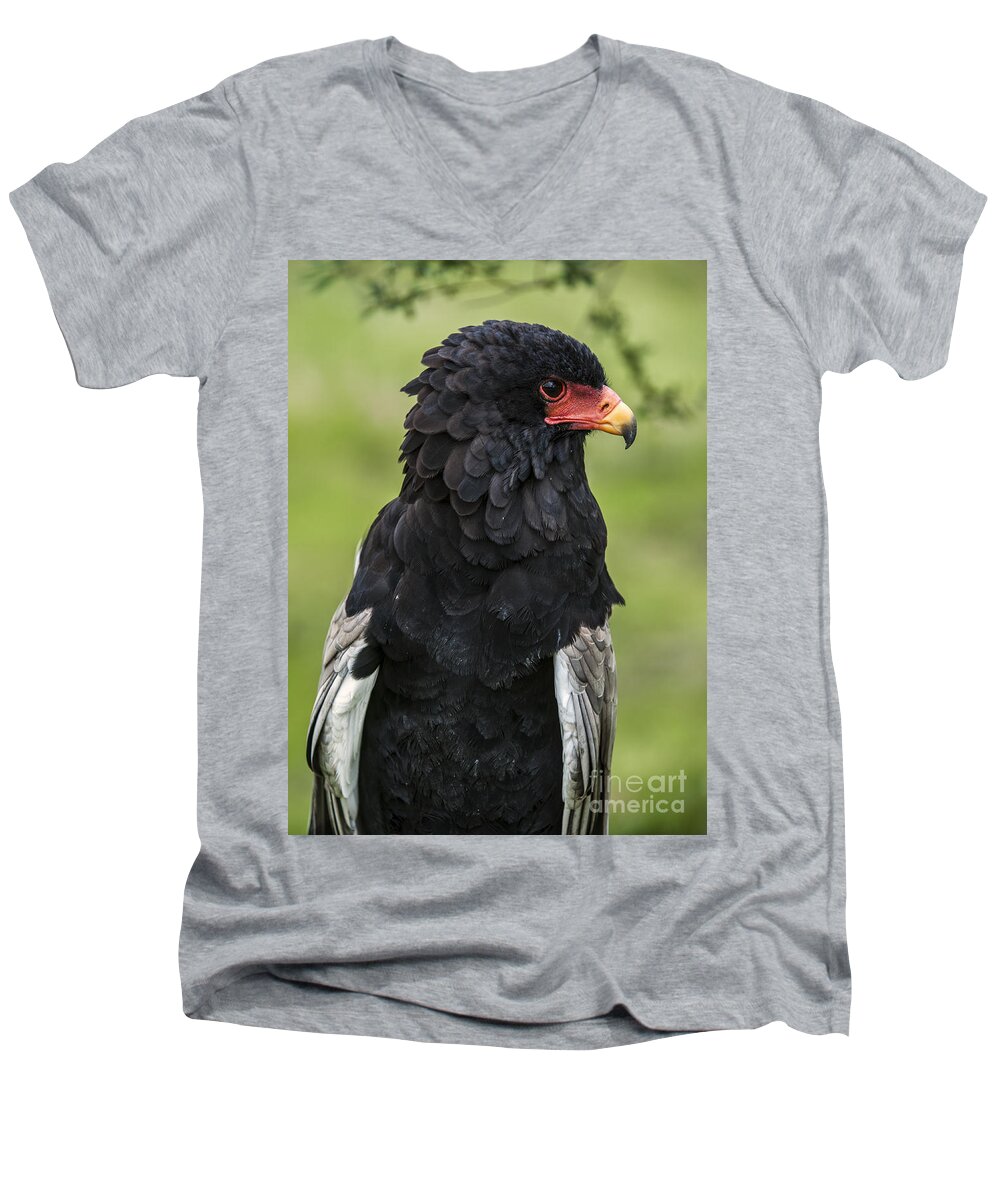 Close-up Men's V-Neck T-Shirt featuring the photograph Bateleur 3 by Arterra Picture Library