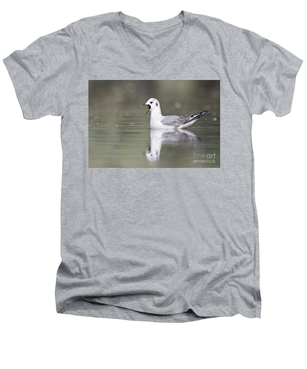 Bonaparte's Gull Men's V-Neck T-Shirt featuring the photograph Bonaparte's gull calling by Bryan Keil