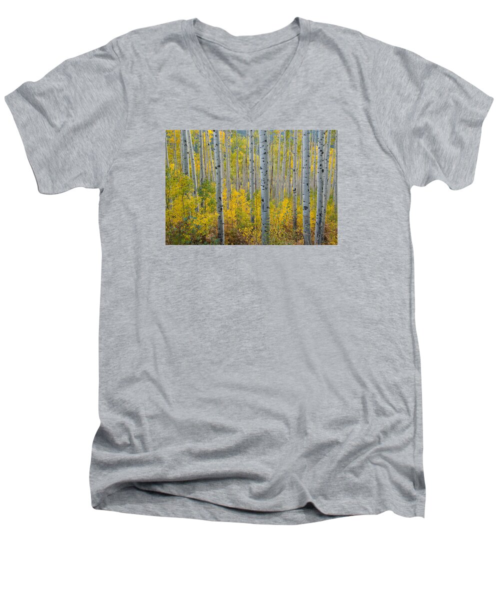 Forest Men's V-Neck T-Shirt featuring the photograph Brilliant Colors of the Autumn Aspen Forest by Cascade Colors