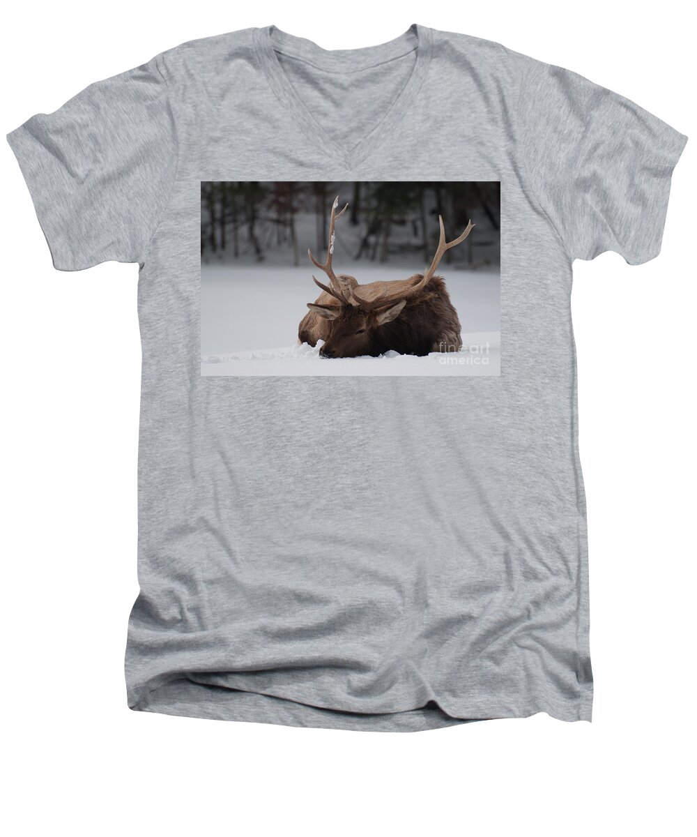 Elk Men's V-Neck T-Shirt featuring the photograph Chillin' by Bianca Nadeau
