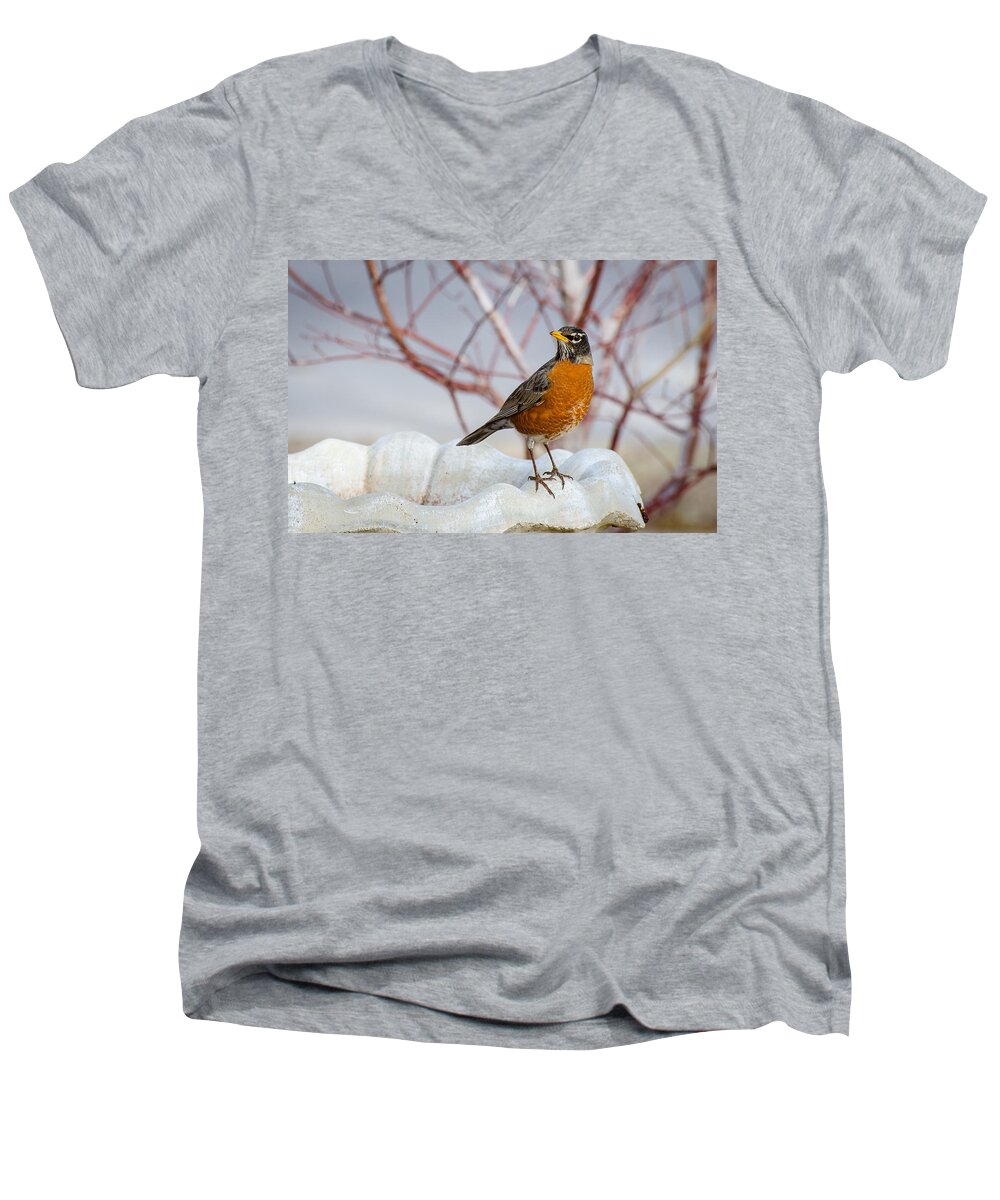 Robin Men's V-Neck T-Shirt featuring the photograph Curious Robin by David Downs