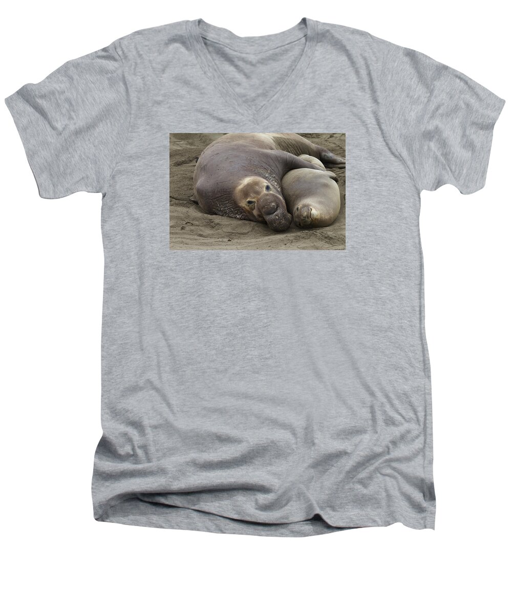 Elephant Seal Men's V-Neck T-Shirt featuring the photograph Elephant Seal couple by Duncan Selby