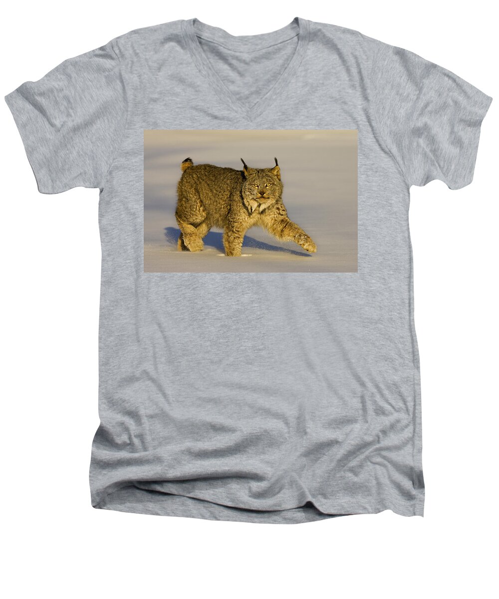 Lynx Men's V-Neck T-Shirt featuring the photograph Gaze by Jack Milchanowski