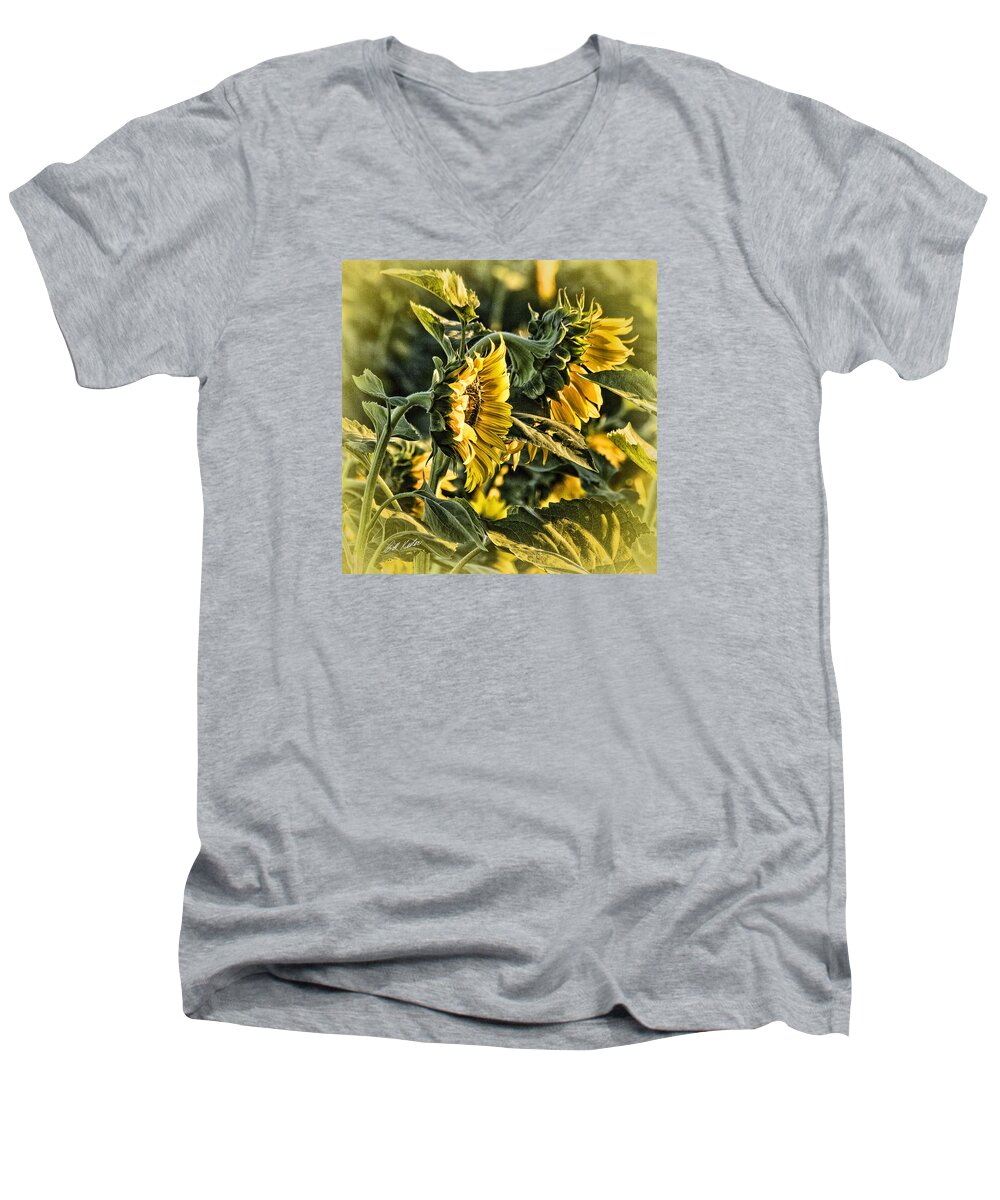 Bill Kesler Men's V-Neck T-Shirt featuring the photograph Golden Glow Morning Sunflowers by Bill Kesler