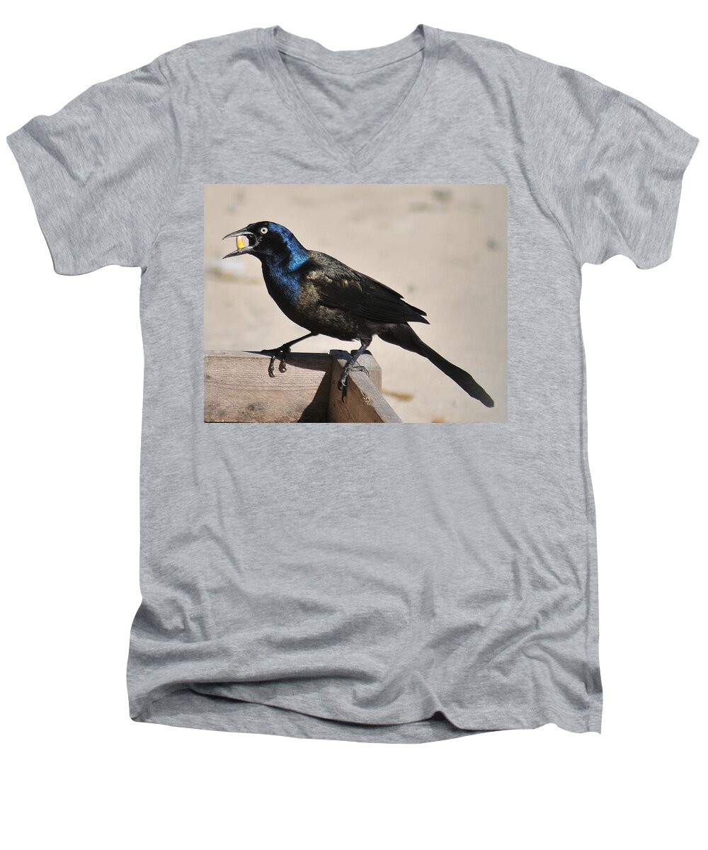 Grackle Men's V-Neck T-Shirt featuring the photograph Grackle chow down by Gene Tatroe
