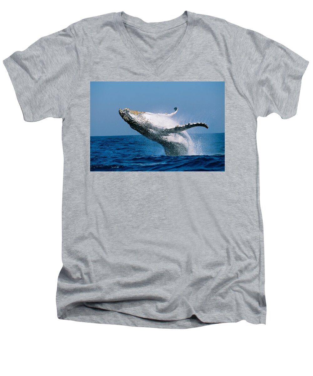 Photography Men's V-Neck T-Shirt featuring the photograph Humpback Whale Megaptera Novaeangliae by Panoramic Images