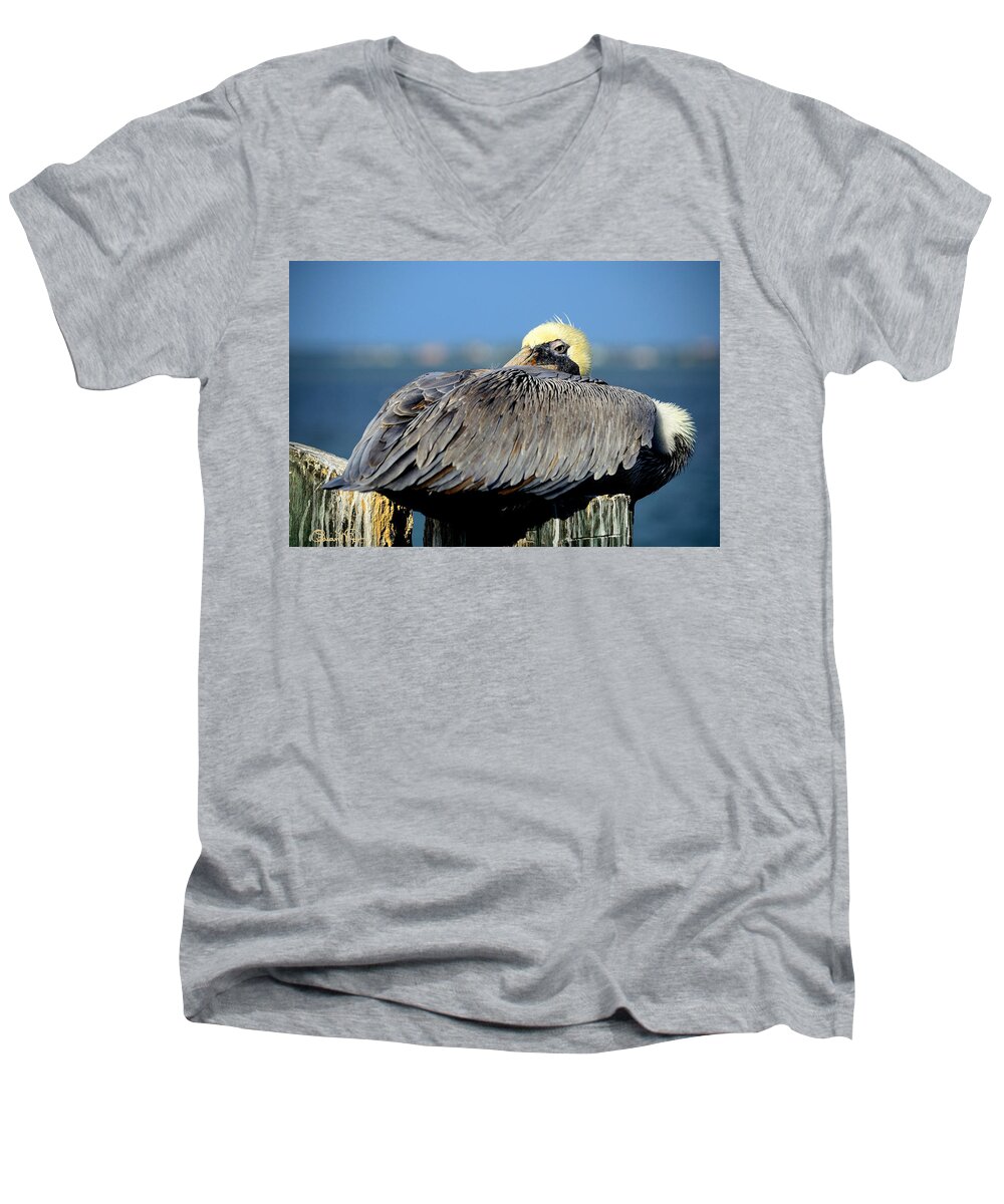susan Molnar Men's V-Neck T-Shirt featuring the photograph Let Sleeping Pelicans Lie by Susan Molnar