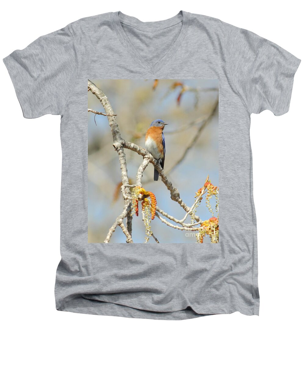 Animal Men's V-Neck T-Shirt featuring the photograph Male Bluebird In Budding Tree by Robert Frederick