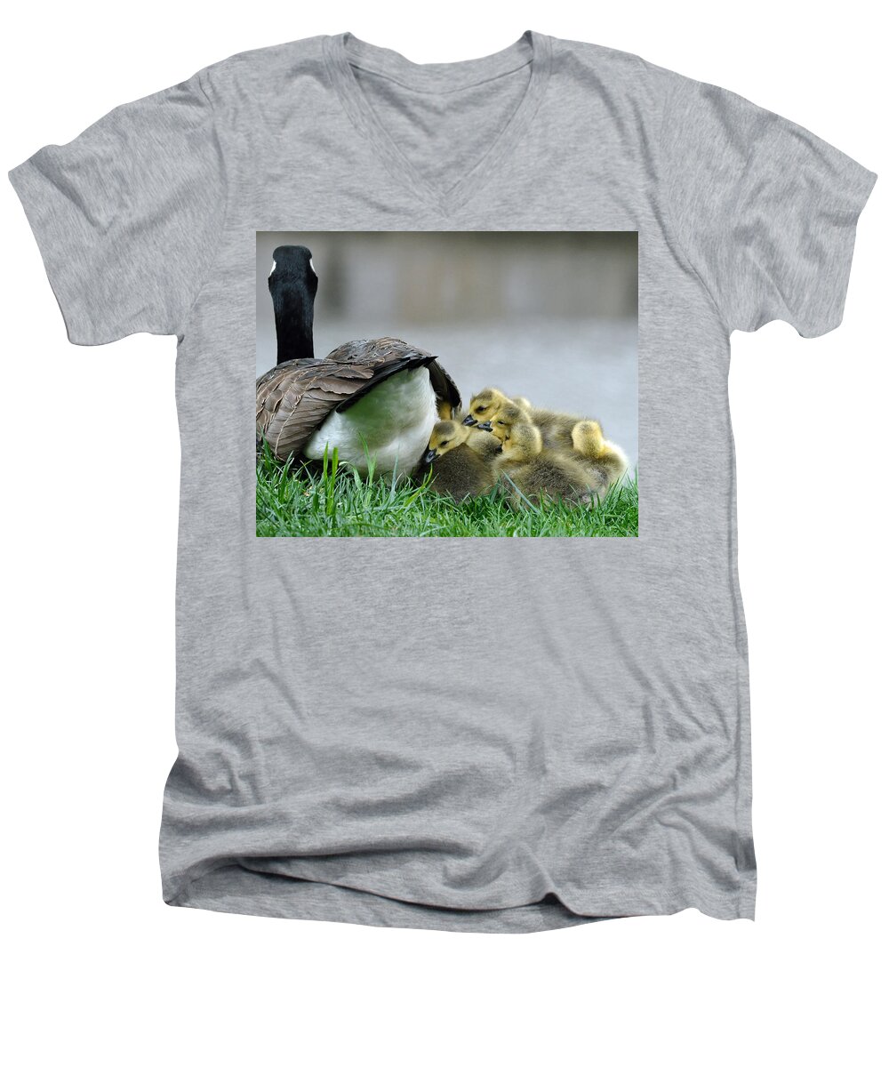 Landscapes Men's V-Neck T-Shirt featuring the photograph Mama and Goslings by Lisa Phillips