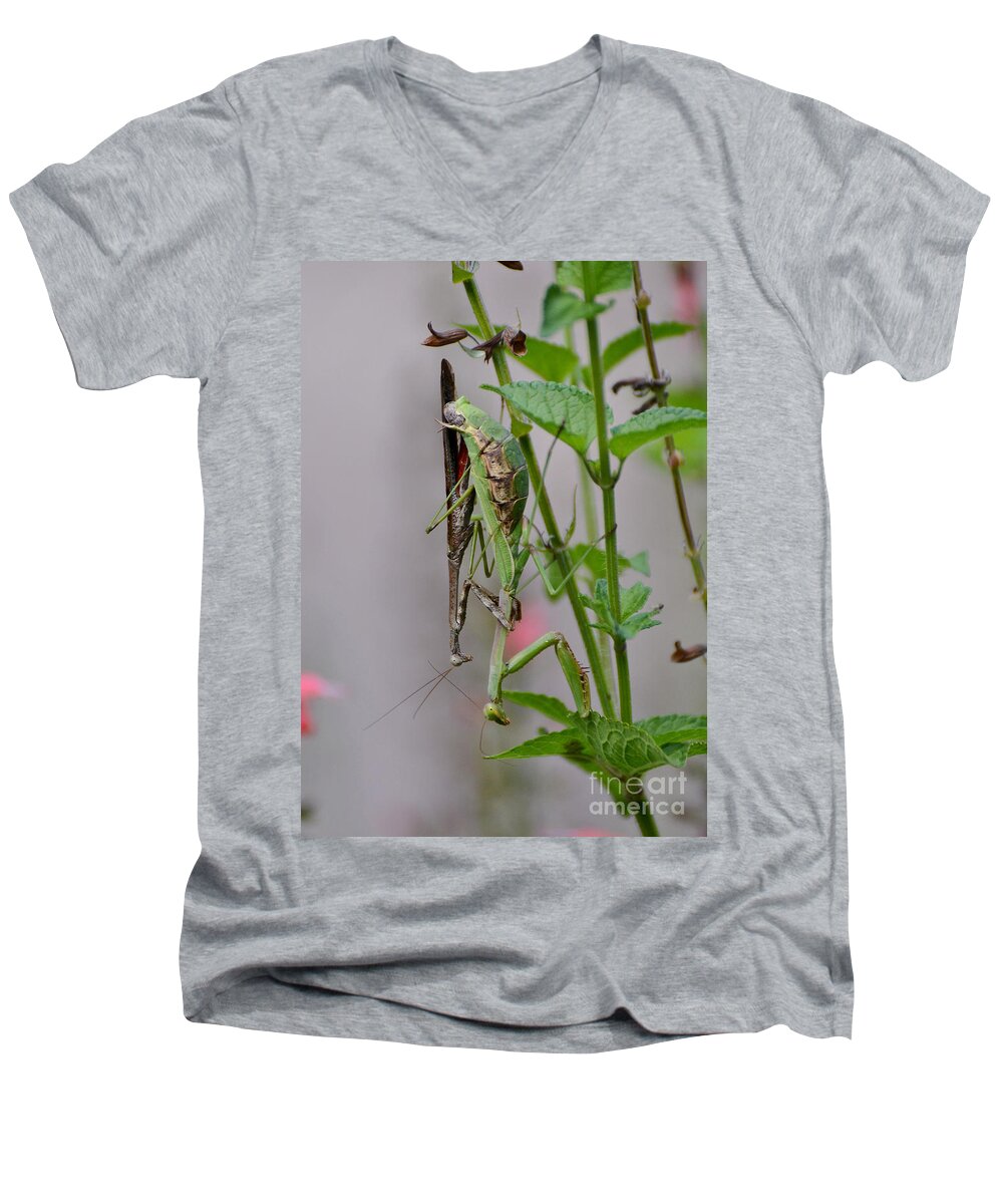 Carolina Mantids Men's V-Neck T-Shirt featuring the photograph Mantis Love by Kathy Baccari