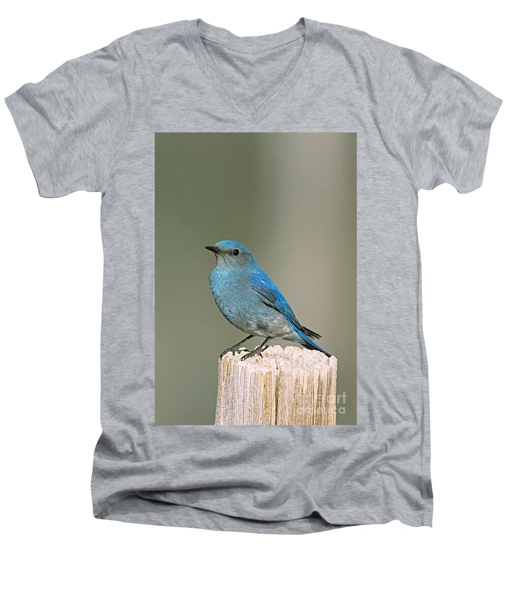 Mountain Bluebird Men's V-Neck T-Shirt featuring the photograph Mountain Bluebird by William H. Mullins