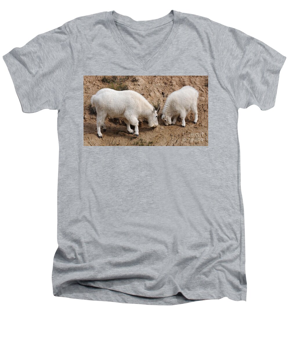 Mountain Goats Men's V-Neck T-Shirt featuring the photograph Mountain Goats at the Salt Lick by Vivian Christopher