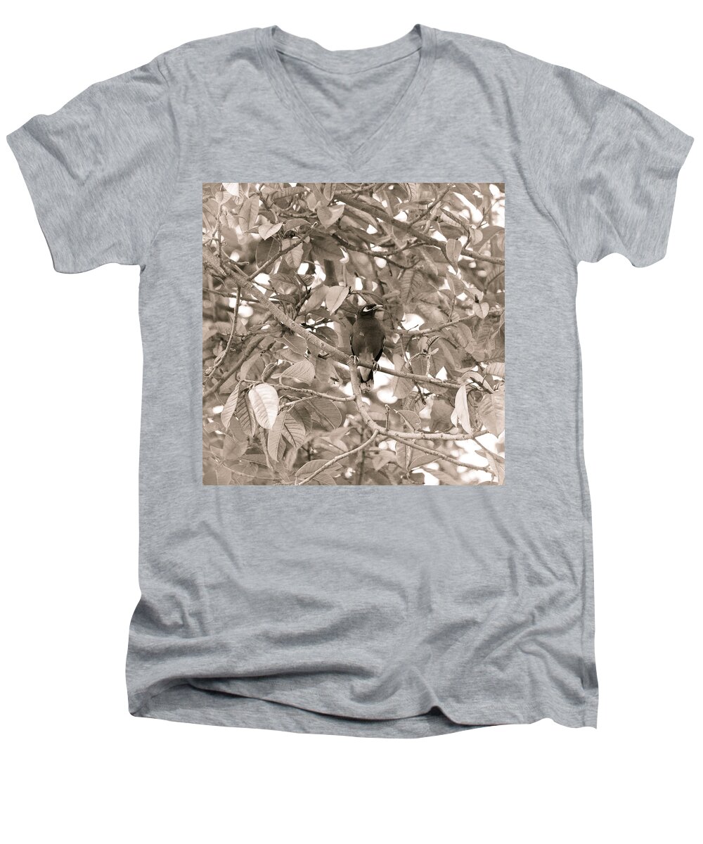 Acridotheres Tristis Men's V-Neck T-Shirt featuring the photograph Myna on branch by SAURAVphoto Online Store