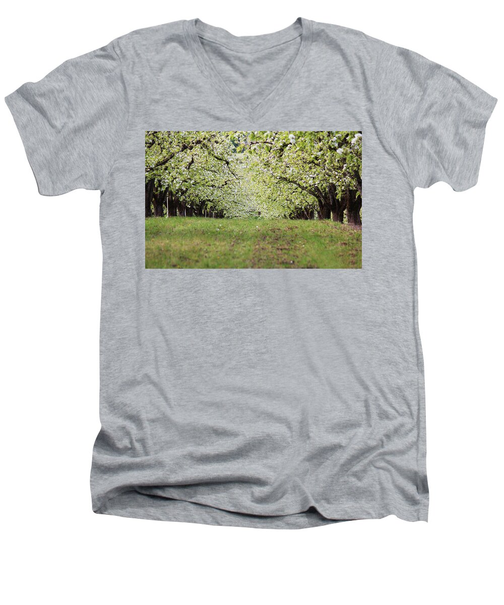Apple Men's V-Neck T-Shirt featuring the photograph Orchard by Patricia Babbitt