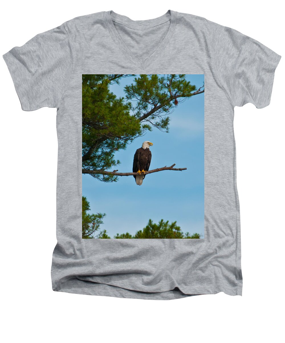 Bald Eagle Men's V-Neck T-Shirt featuring the photograph Out on a Limb by Brenda Jacobs