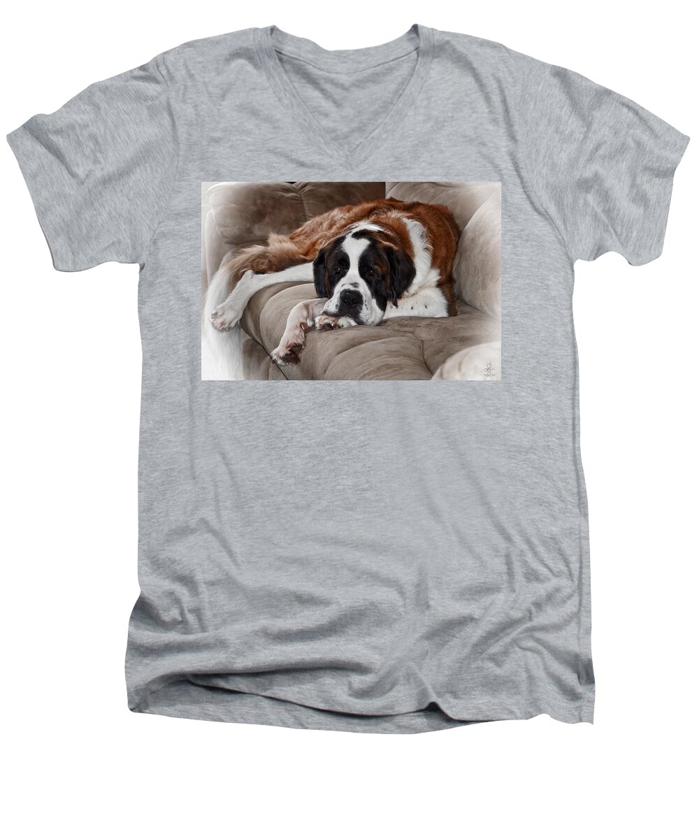 Dog Men's V-Neck T-Shirt featuring the photograph Saint Bernard by Pennie McCracken