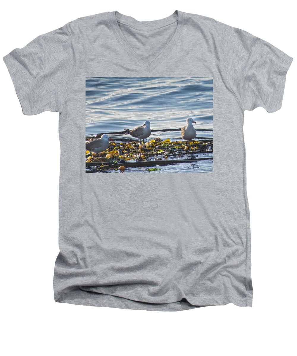 Seascape Men's V-Neck T-Shirt featuring the photograph Seagulls in Victoria BC by Natalie Rotman Cote