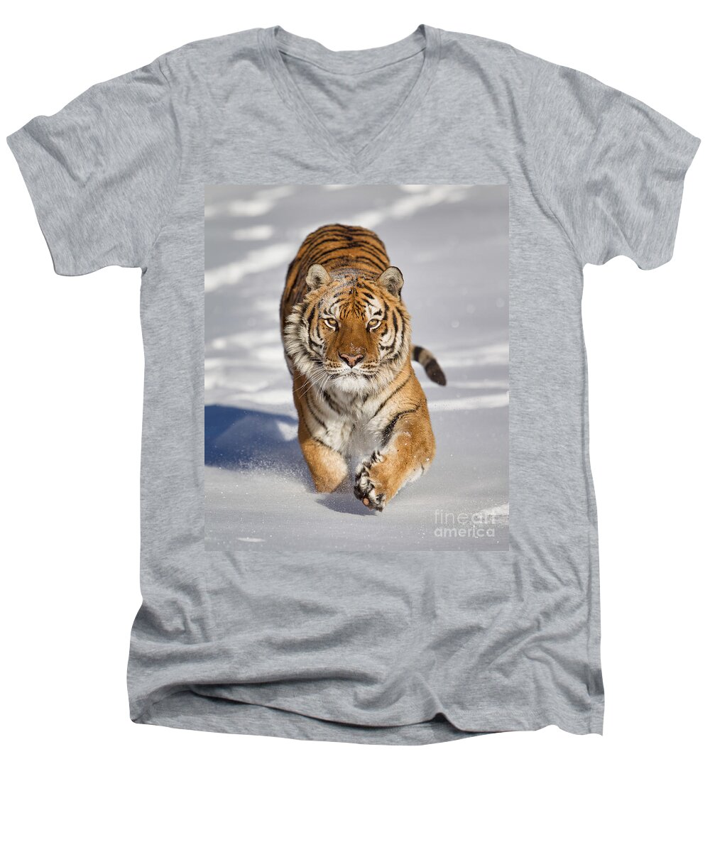 Siberian Tiger Men's V-Neck T-Shirt featuring the photograph Siberian Tiger coming Forward by Jerry Fornarotto