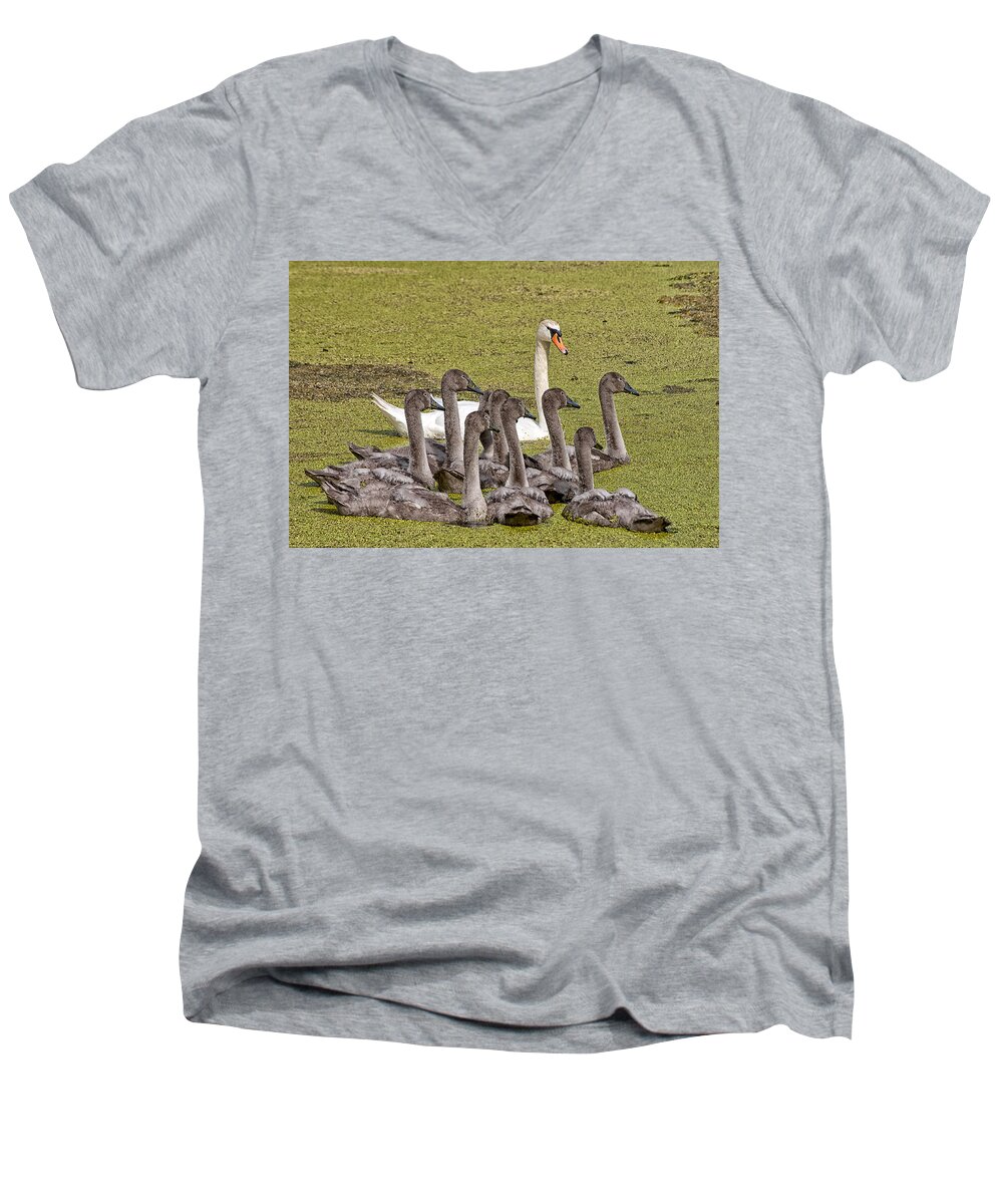 Swans Men's V-Neck T-Shirt featuring the photograph Swans family by Mike Santis