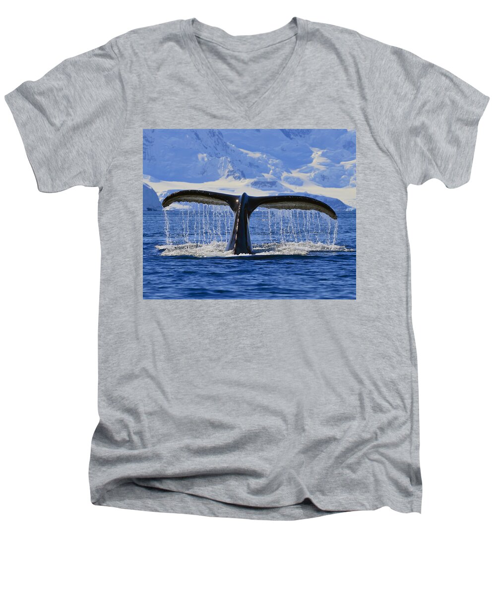 Humpback Whale (megaptera Novaeangliae) Men's V-Neck T-Shirt featuring the photograph Tails from Antarctica by Tony Beck