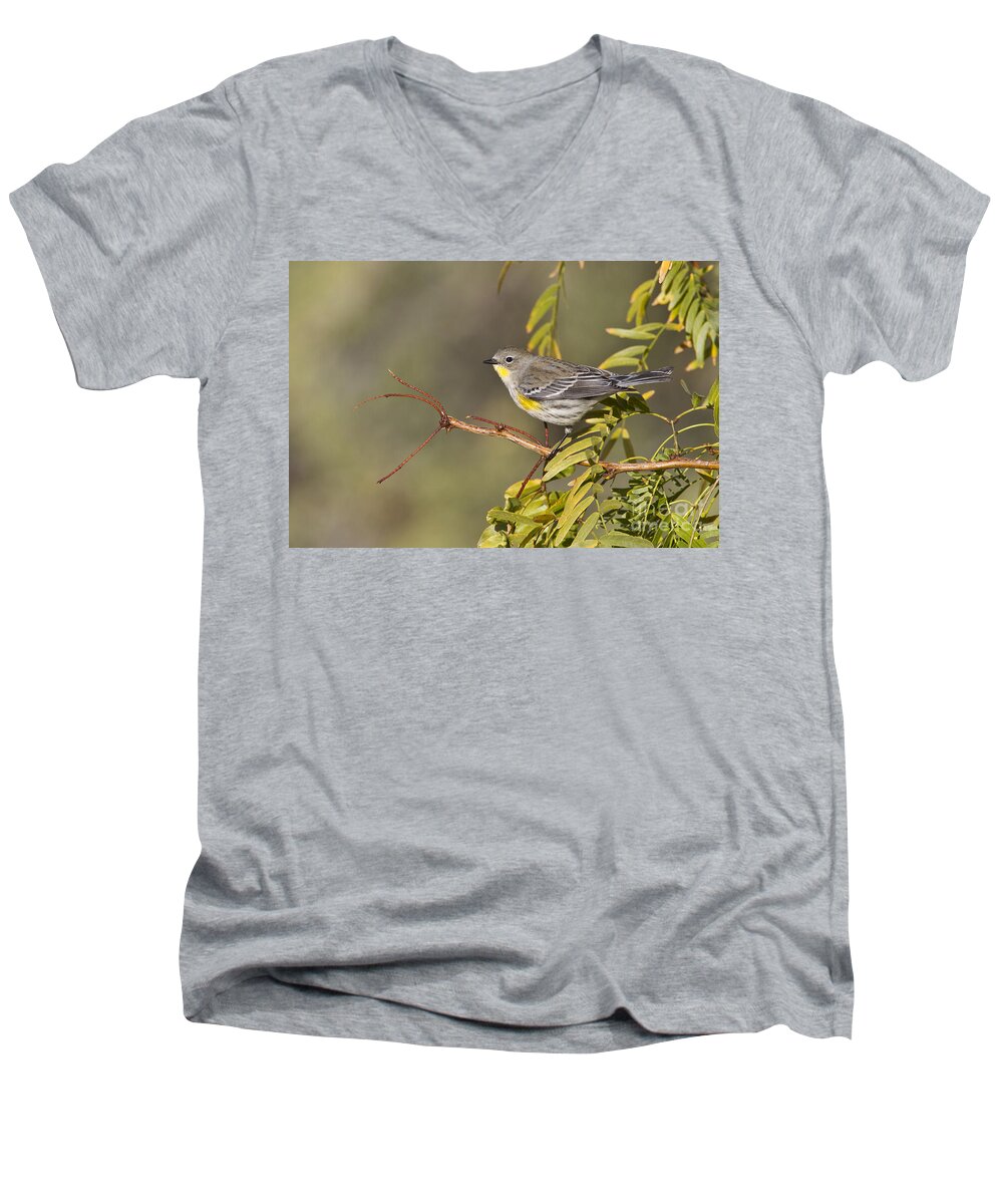 Yellow Rumped Warbler Men's V-Neck T-Shirt featuring the photograph Yellow rumped warbler by Bryan Keil