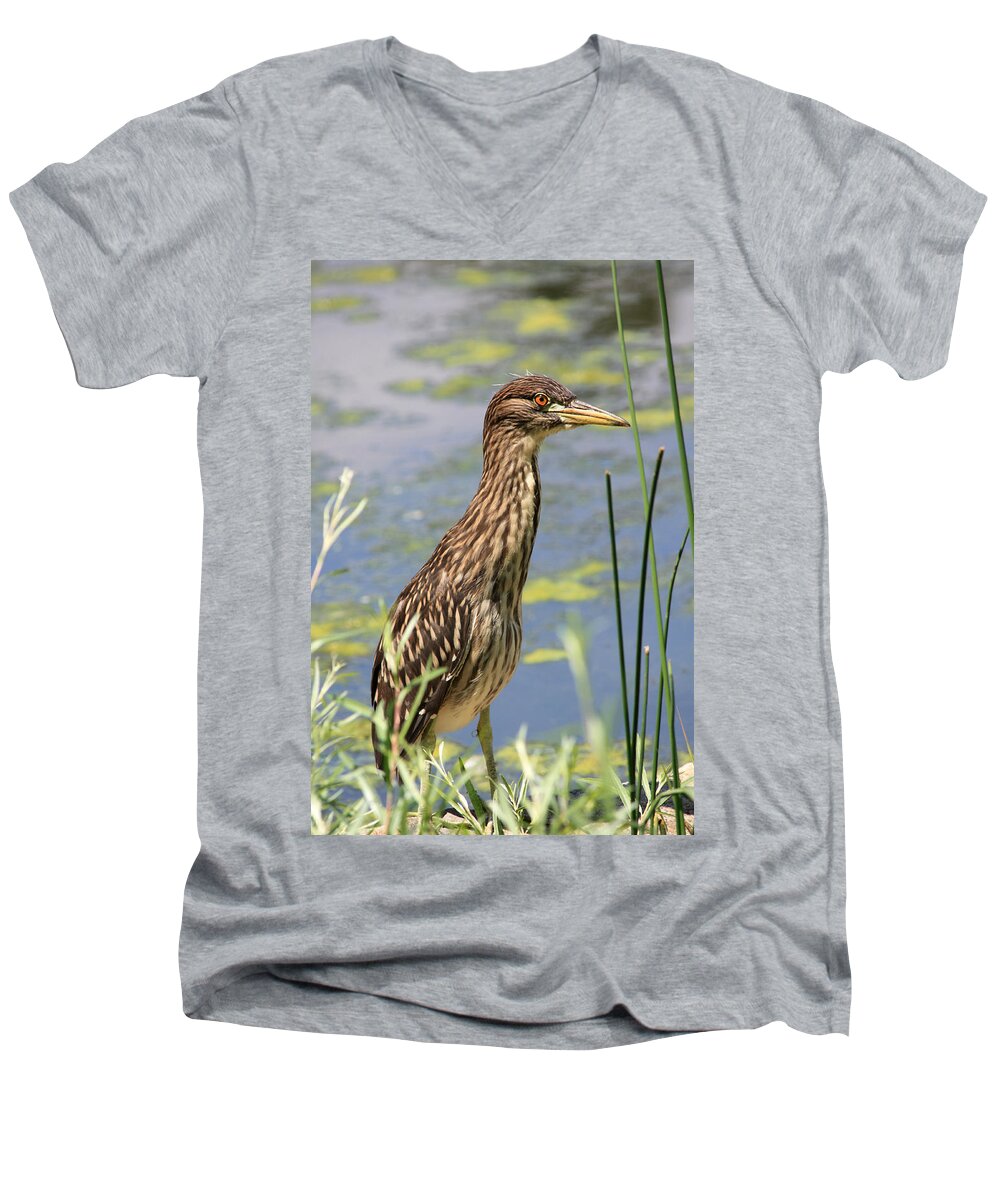 Black Crowned Night Heron Men's V-Neck T-Shirt featuring the photograph Young Heron by Shane Bechler
